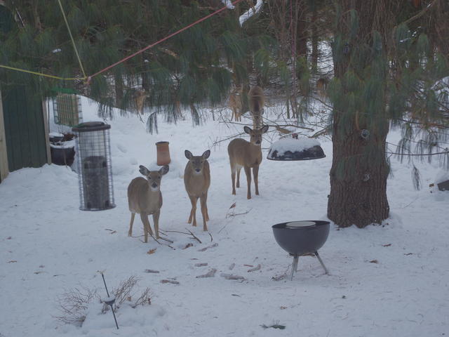 [ back yard ]