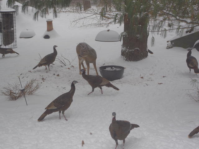 [ back yard ]